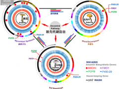 世界上最毒蘑菇是如何煉成的？——昆明植物所在毒蘑菇鵝膏環(huán)肽毒素合成機(jī)制研究中取得重要進(jìn)展 ()