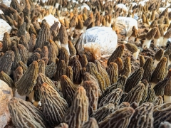 中國科學(xué)院昆明植物所羊肚菌多糖研究獲進(jìn)展 ()