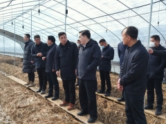 仙桃市委書(shū)記和市長(zhǎng)到仙桃市張溝鎮(zhèn)考察大球蓋菇栽培基地