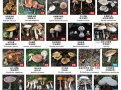 最新版！川渝野生毒蘑菇圖鑒 ()