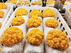 昆明食用菌研究所育種團(tuán)隊成功選育“中菌金耳”系列新品種 ()