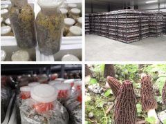 2022秋季羊肚菌栽培產(chǎn)前準(zhǔn)備正當(dāng)時 ()