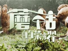 中國菌物學(xué)會發(fā)起出品紀錄片《蘑菇的榮耀》即將首播 ()