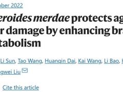 中科院微生物所研究揭示，靈芝雜萜衍生物可通過調(diào)節(jié)糞副擬桿菌及支鏈氨基酸，對抗動脈粥樣硬化 ()