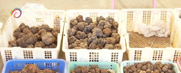羊肚菌大降價！松露價格漲一倍，約2000元/公斤...