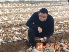 河南駐馬店：省食用菌產(chǎn)業(yè)技術(shù)體系專家走進(jìn)羊肚菌生產(chǎn)基地開(kāi)展工作調(diào)研 ()