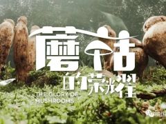 蘑菇，如此榮耀 ——紀(jì)錄片《蘑菇的榮耀》今日上線【學(xué)習(xí)強(qiáng)國(guó)】 ()