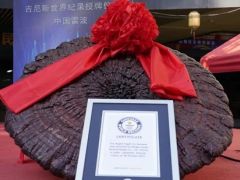 世界最大赤靈芝！象山企業(yè)種出的！ ()