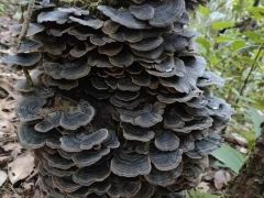 罕見！鎮(zhèn)沅發(fā)現(xiàn)特大野生云芝 ()