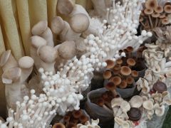 中國(guó)蘑菇類食藥用菌近十年馴化栽培研究進(jìn)展 ()