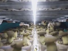 如何從野味到量產(chǎn)？一朵黑牛肝菌的“科技密碼” ()