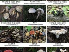 收錄1341個物種！云南在全國率先發(fā)布省級大型真菌圖志 ()