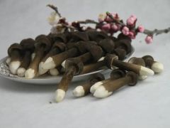 瀘溪縣興隆場鎮(zhèn)黑皮雞樅菌 致富“黑黃金”